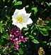 chevettte-blanche-et-daphne-cneorum-rose